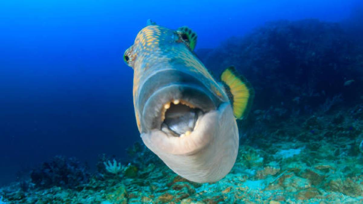 Adını yüzgeçlerden alıyor, desenleriyle herkesi heyecanlandırıyor! Dünyada 40 farklı çeşidi bulunuyor