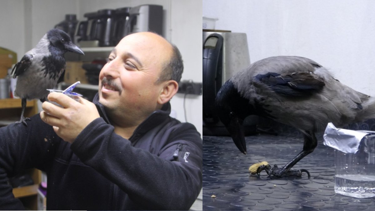 Ordu’da ezber bozan dostluk: Teknik servisin kanatlı çırağı görenleri şaşırtıyor!