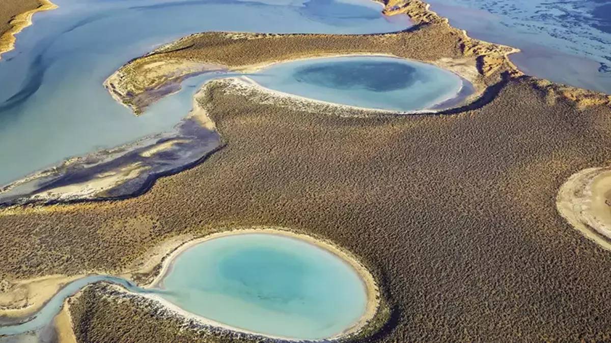 Adana’nın biyoçeşitlilik hazinesi: Hem görüntüsü hem de özellikleri herkesi büyülüyor