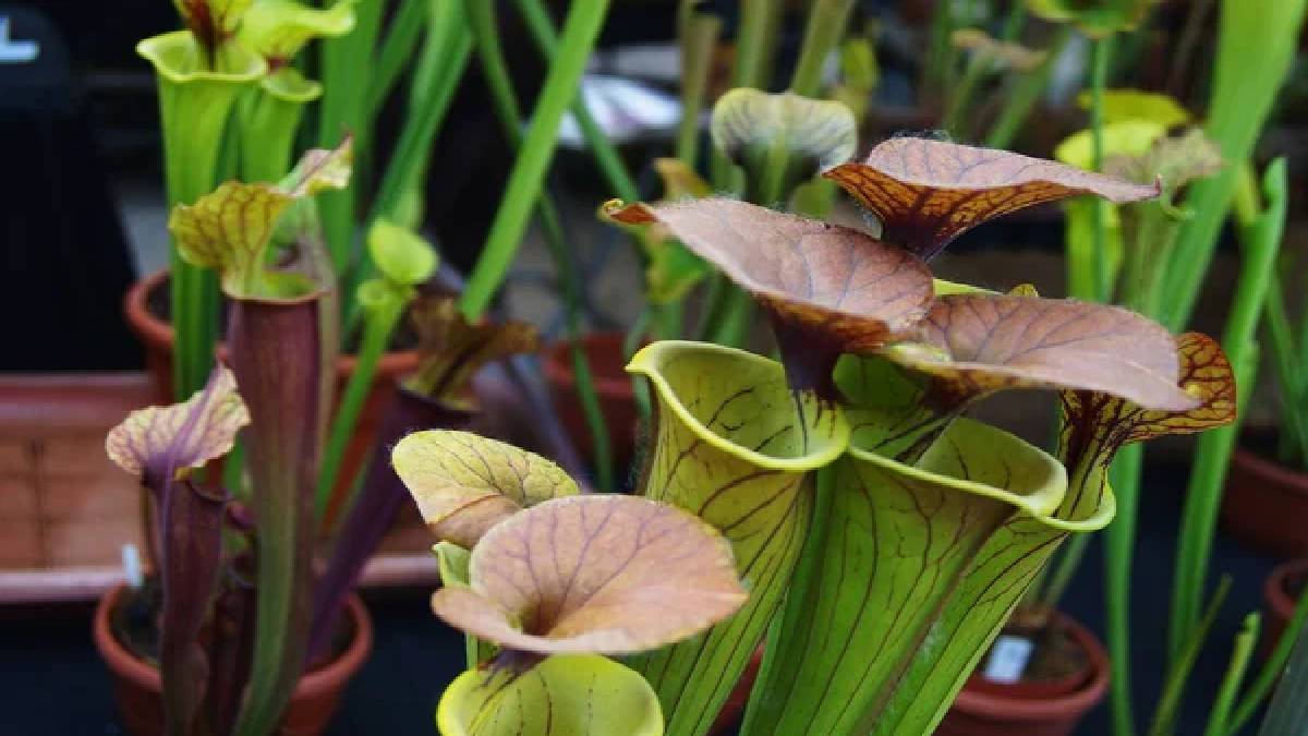 Görüntüsü sürahiye benziyor bitki olduğuna kimse inanamıyor! Böcekler hemen bu tuzağa kanıyor