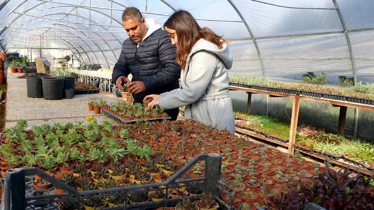 Söke Belediyesi serasında toplam 9 Bin 635 çiçek ve bitki yetiştirdi