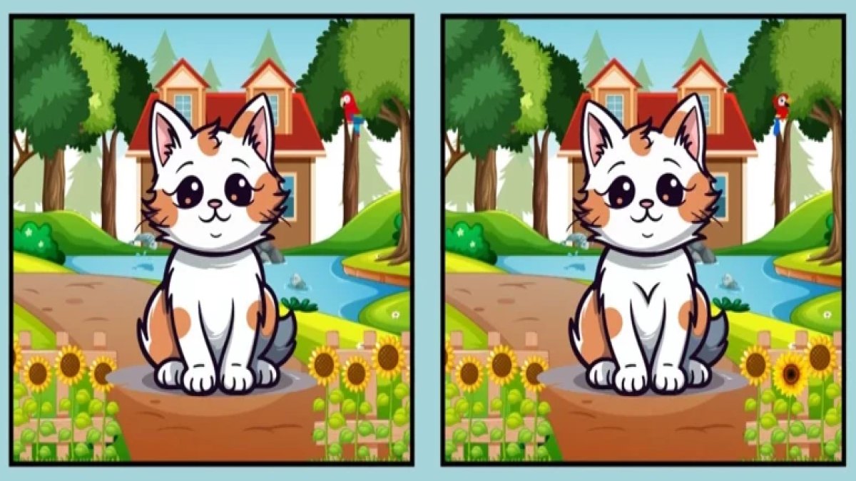 IQ sınırlarını zorlayan test! Bahçedeki kediyi görenlerin sadece yüzde 2'si 14 saniyede 3 farkı bulabiliyor