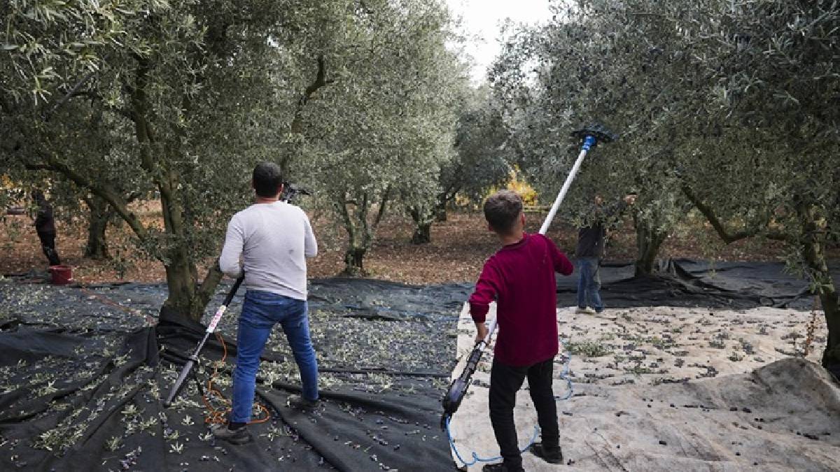 Öğrenciler sadece sınıfta eğitim almıyor! Bir serada bir bahçedeler: Üretmeyi öğreniyor, geleceğe yetişiyorlar