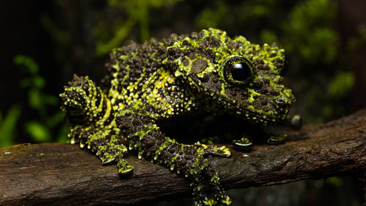 Kayaların arasında kaybolan mucize: Vietnam yosunlu kurbağası! Onu görmek neredeyse imkânsız