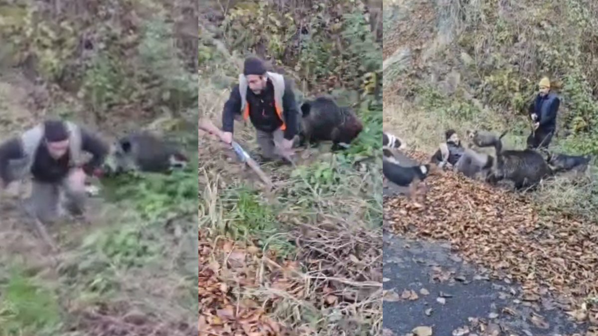 Ava giderken avlanıyordu! "Ayakkabımı yedi, kalksam onu boğacaktım" Domuz saldırısı kamerada
