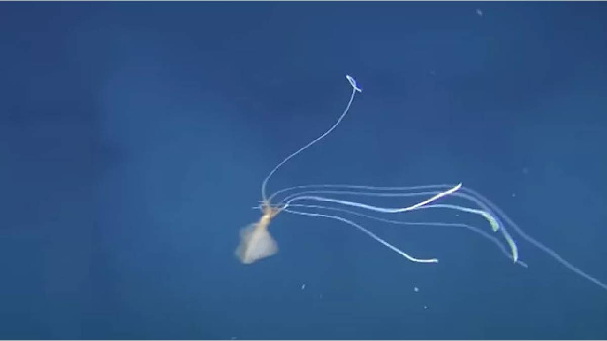 Okyanusun gizemli canlısı! Derinlerde yaşıyor, güneş ışığı görmüyor! Kolları gövdesinden 20 kat daha fazla uzuyor
