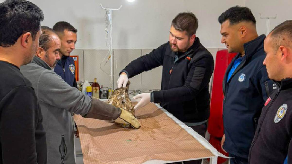 Kumluca’da yaralı atmaca tedavi edilerek doğaya bırakıldı