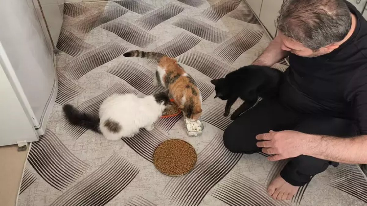 Batman'da iç ısıtan görüntüler: Belediye başkanı apartmanındaki dairesini sokak kedilerine tahsis etti