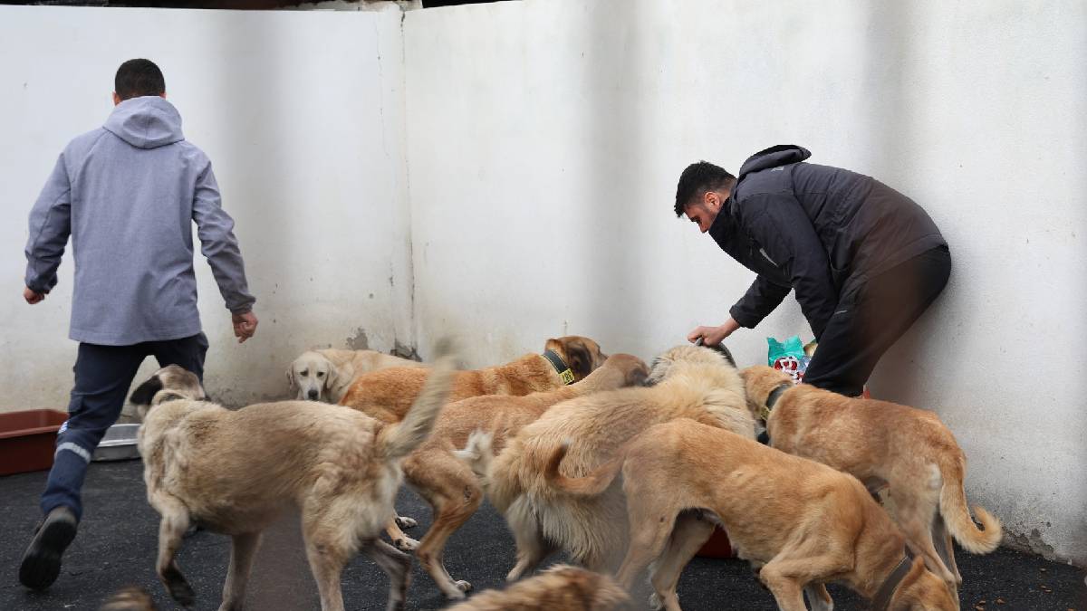 Başkan Fıçı hayvanseverlerle buluştu: Can dostlarımız yalnız değil!