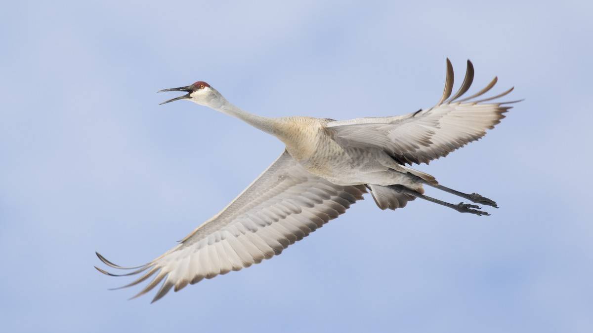2,5 milyon yıllık yaşayan efsane: Kuzey Amerika'nın gökyüzündeki sultanı kanada turnasının bilinmeyen özellikleri…