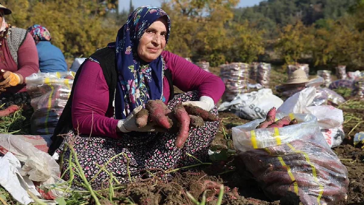 Suyu bulamadı verimi düştükçe düştü! Hasadı tamamlandı: Tarlada 30 TL’den satılıyor, tezgaha 70 TL’ye çıkıyor