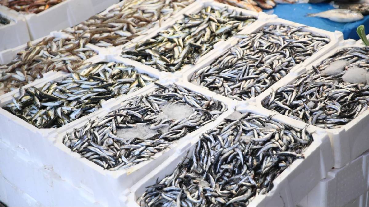 Tezgahlar dolup taşıyor… Biri giderken yerini ötekine bırakıyor! Kilosu 100 TL’den yüzleri güldürüyor