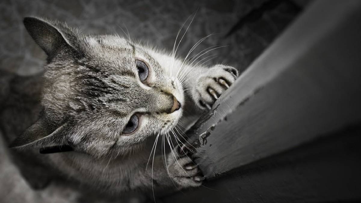 Herkesin merak ettiği sorunun yanıtı belli oldu! Kedilerin gece kapı tırmalamasının ardında bakın ne yatıyormuş?