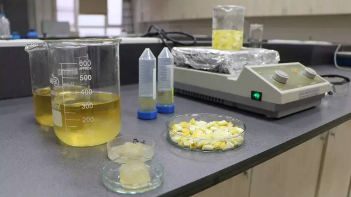 Doğal atıktan süper emici malzeme: Ağaç kavunu kabukları hidrojele dönüştü