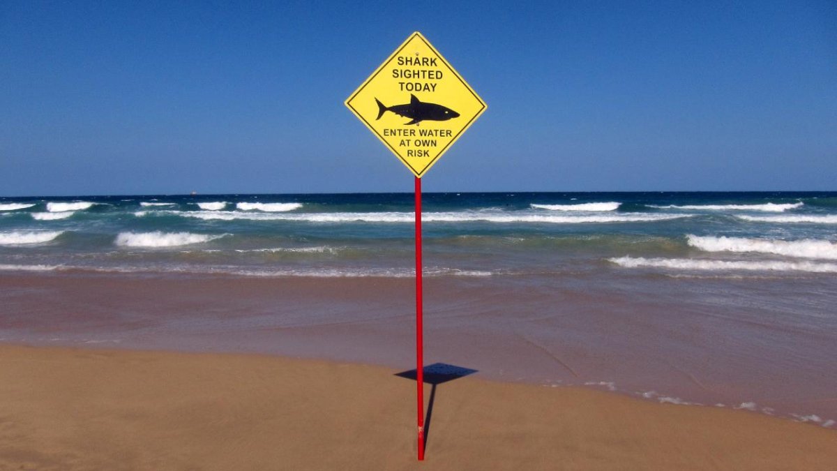 Avustralya'da köpekbalığı kabusu: 48 saatte dördüncü saldırı, plajlar kapatıldı