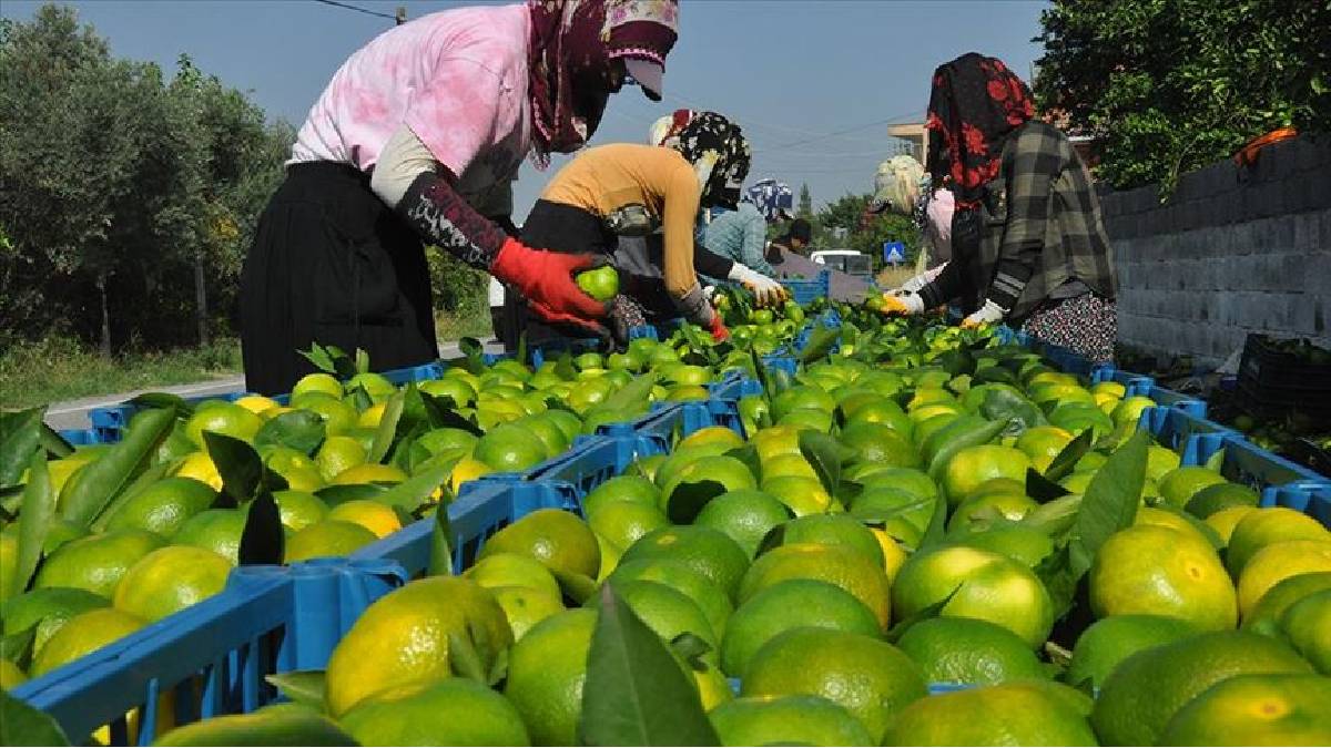 Markette yüksek fiyata satılıyor, Tarladan 2 TL’ye çıkıyor! Üreticinin tepkisi çığ gibi büyüdü