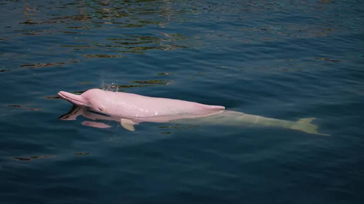 Belki de daha önce hiçbiriniz görmediniz! Bu yunuslar renkleriyle herkesi hayran bırakıyor