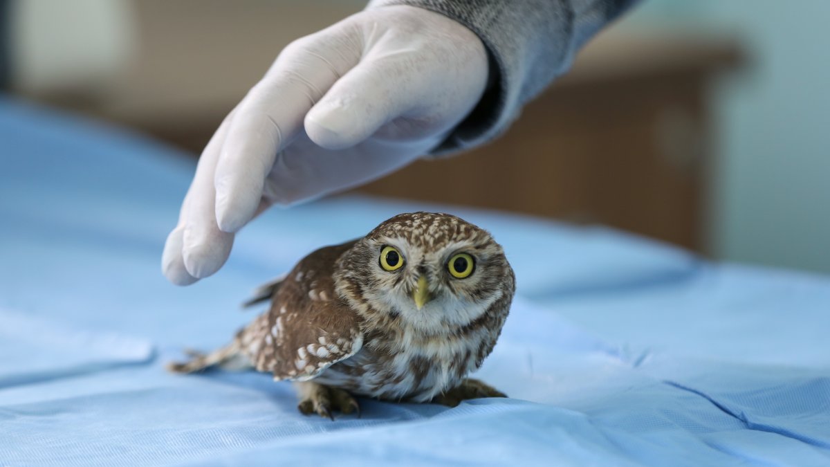 Van’da yaban hayatına şefkat eli: Bitkin düşen hayvanlar bu merkezde hayata tutunuyor