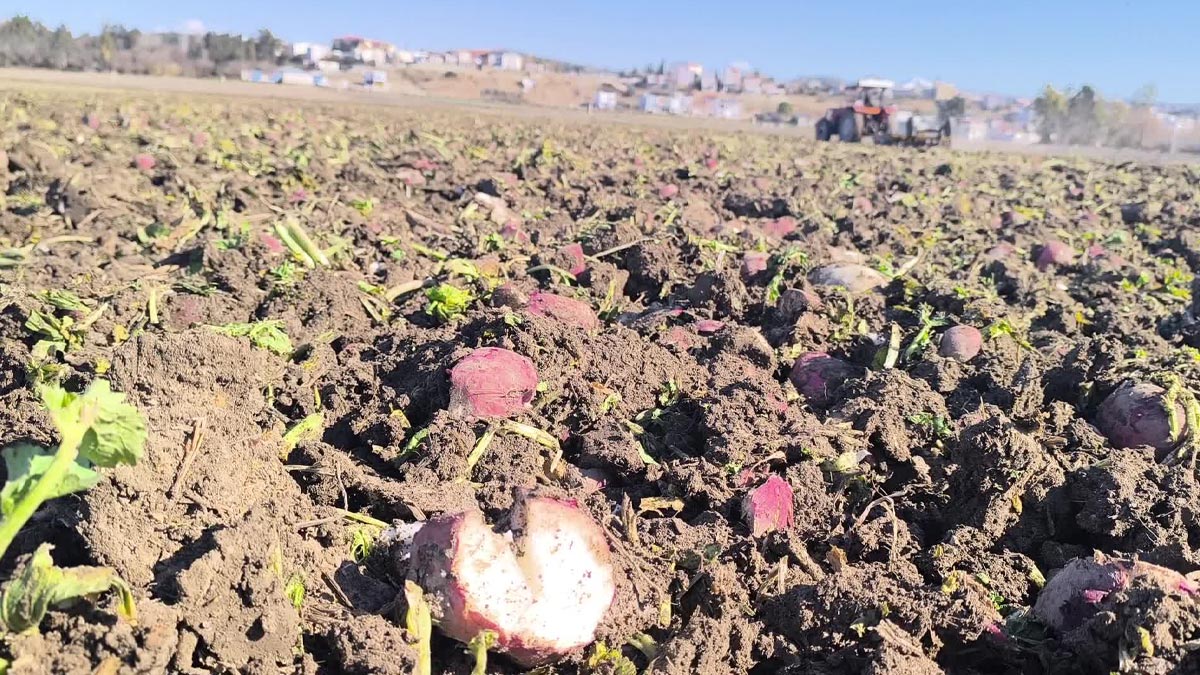 Tarımda kriz derinleşiyor: Turp tarlası hayvan yemi oldu