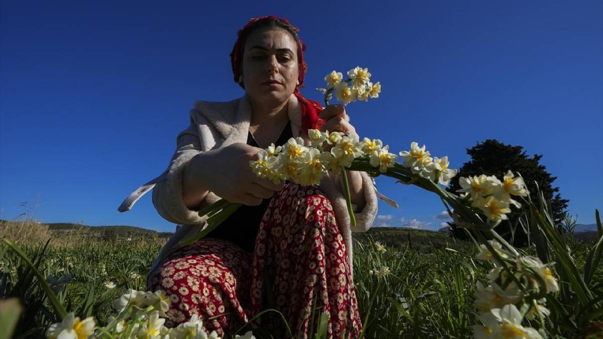 Kokusuyla fark atıyor, kadınlara gelir oluyor! Karaburun’da mis kokulu hasat: Sonbaharda başlıyor kış boyu sürüyor