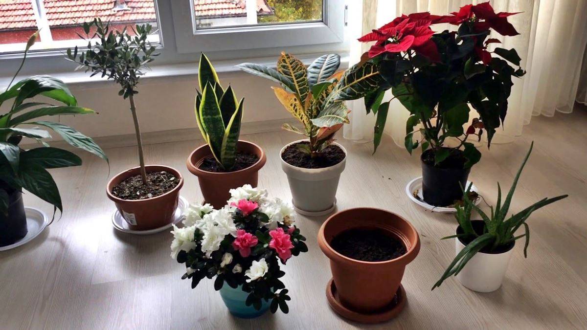 Herkes ev çiçeği sanıyor ama zehri bilinmiyor! Bu çiçeğe dikkat: Zararlı etkileri sağlığı tehdit ediyor