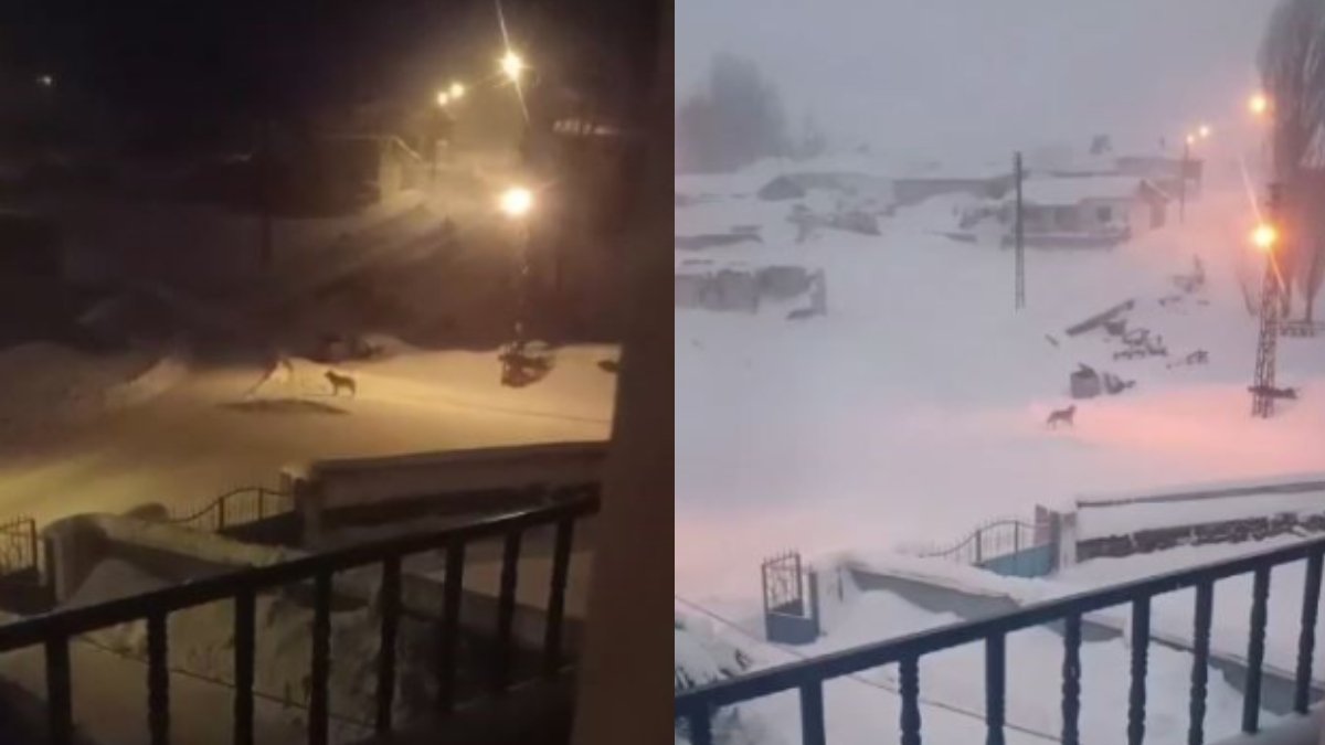 Kurtlar yerleşim yerine inince değişik bir yöntem buldular! Dağa, taşa yiyecek bıraktılar