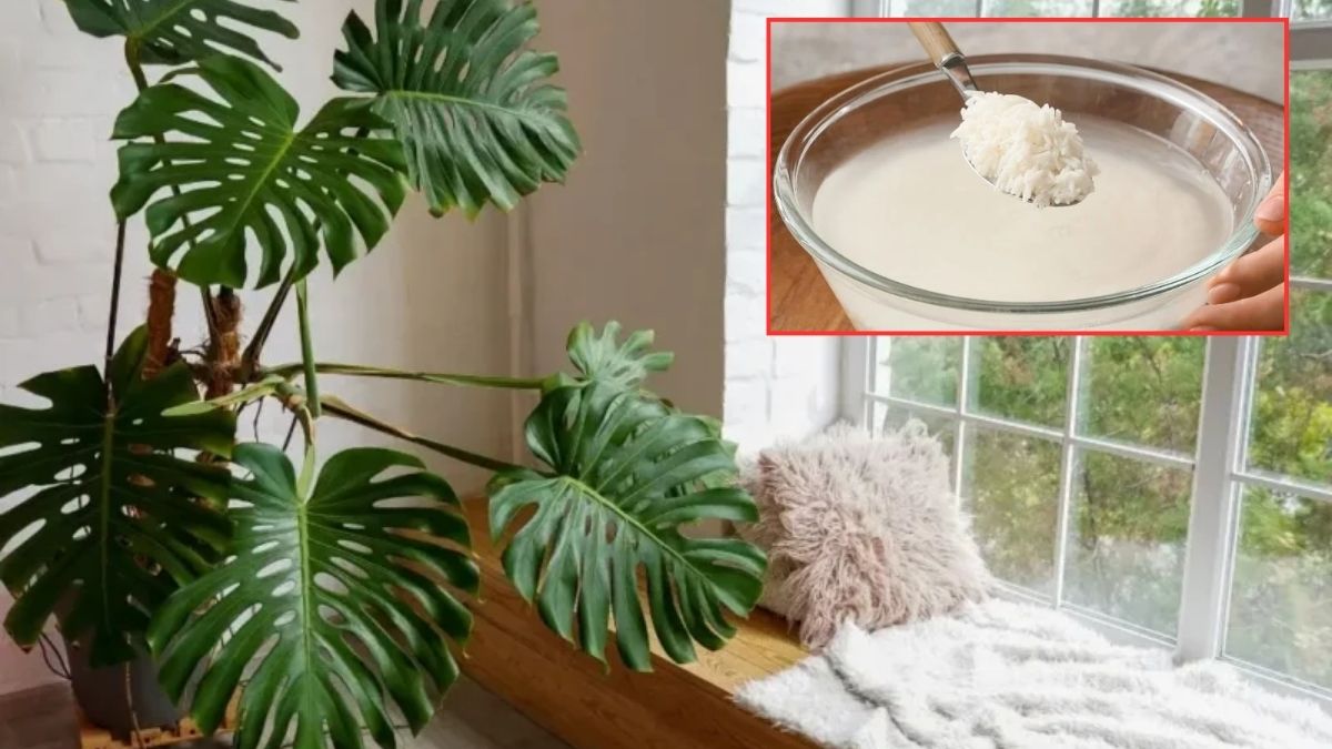 Evler bu çiçeksiz olmuyor! Monstre bitkisinin doğal besin kaynağı belli oldu: Pirinç suyunu sakın atmayın!