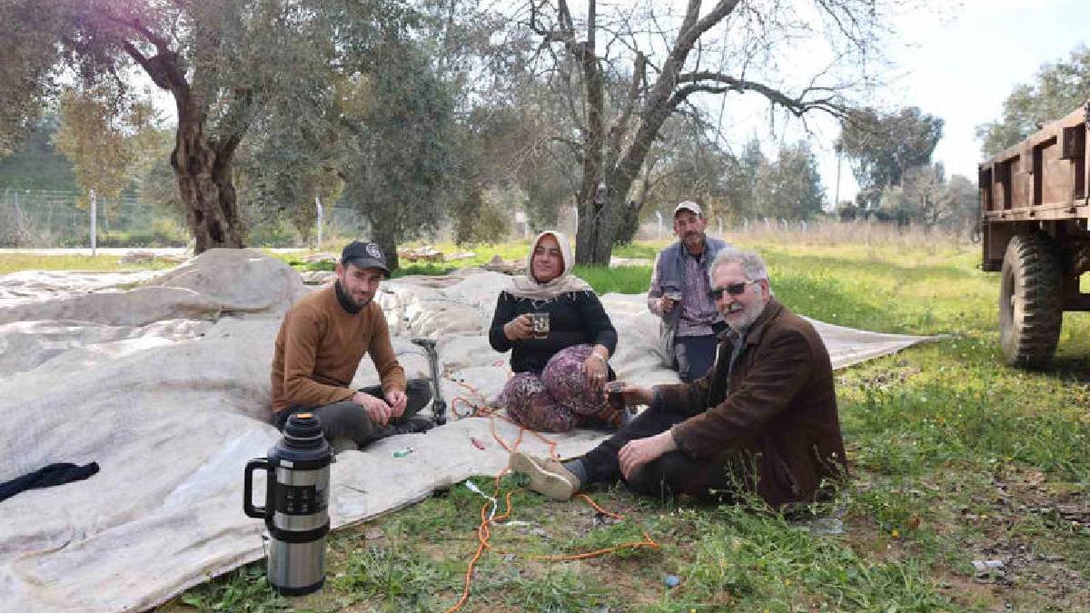 Her yer soğukla boğuşuyor onlar güneş altında hasat yapıyor: Ocak ayında piknik havaları kıskandırıyor!