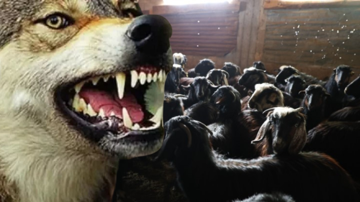 Adana’da yeni tehlike! Hem gece hem gündüz rahat bırakmıyorlar: Vatandaşın kurtlarla başı dertte