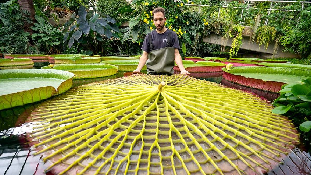 Amazon’un yüzen devleri: Tek bir yaprak 226 kilo taşıyor! Kraliçenin adını taşıyan doğa mucizesi