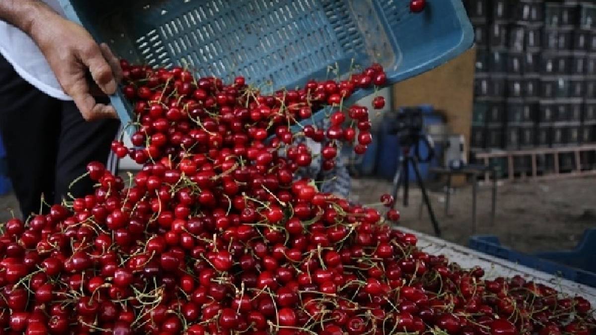 Geçen sene kimse yanından geçemedi! 2026’nın ilk fiyatları da dudak uçuklattı: Tanesi 7 bin 100 TL’ye satılıyor