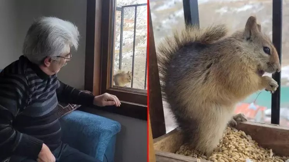 Kedi, köpek, kuş değil! Dondurucu kış gününde yürek ısıtan dostluk: Sincapla arkadaş oldu, 'Birbirimizi anlıyoruz'