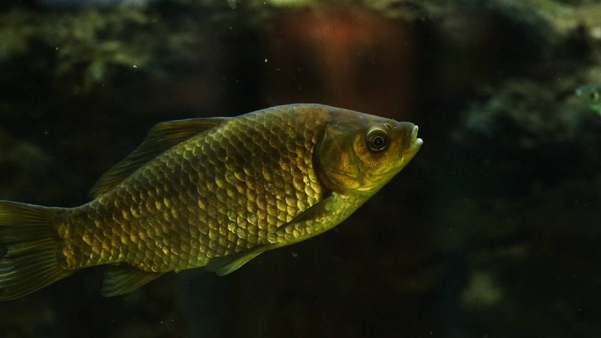 Oksijen yok ama hayat var: Bu ortamda aylarca hayatta kalıyor, duyan şaşırıyor