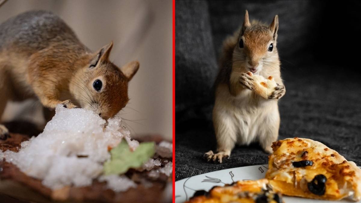 Geçen sene Ankara’ya getirilmişti, iyileşmesi için çalışmalar sürüyor! Sincap “Yoda” doğal yaşamına kavuşmak için gün sayıyor