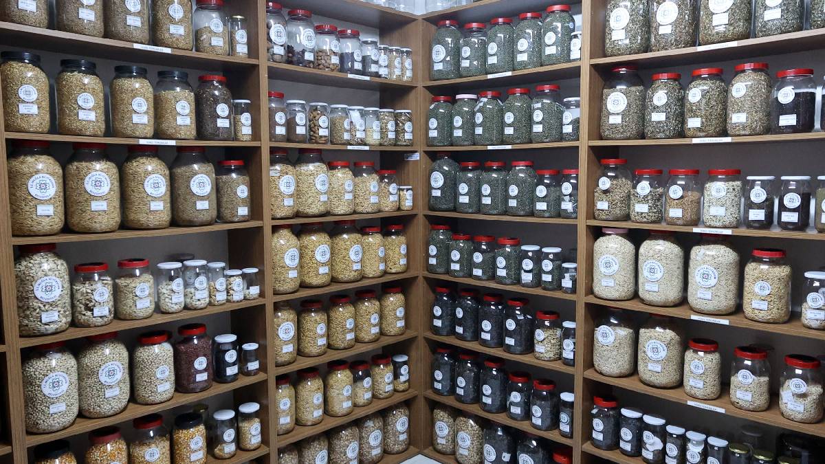 Büyükşehir Yerel Tohum Merkezi’nden 81 ile 22 milyon yerel tohum desteği