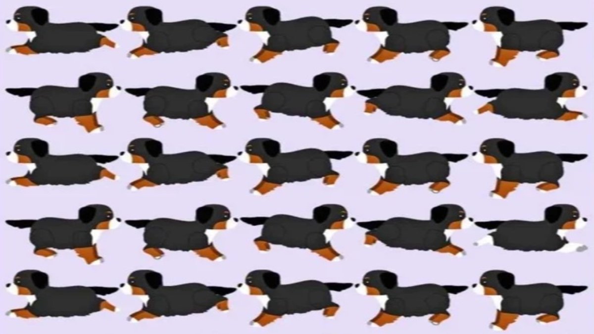 Sadece dahiler 5 saniyede görüyor! Bu görseldeki farklı köpeği bulabilir misiniz?