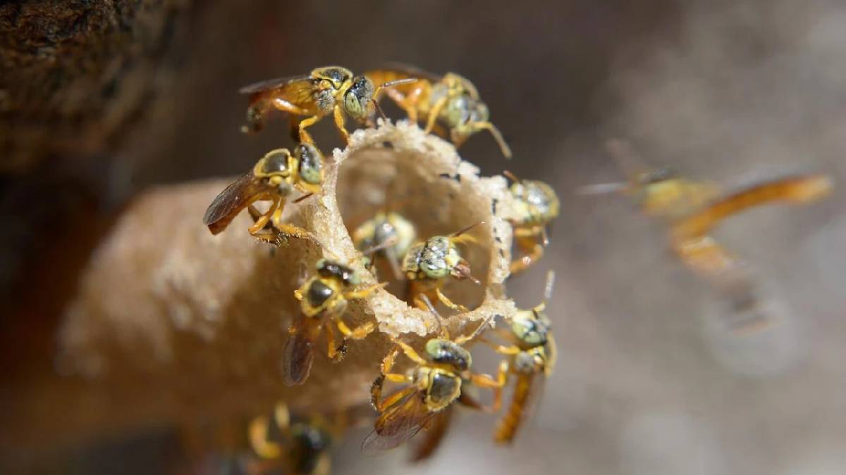 Bu arıların iğnesi bulunmuyor! Kendini savunmak için dişlerini kullanıyor, çeneleriyle her iş hallediyor