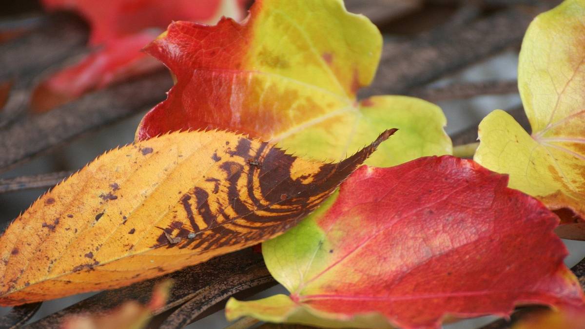 Bir yaprak deyip geçmeyin! Ayakkabıya dönüşümünü gören şaşırıyor! Bitkisel ayakkabılar ayak sağlığına da iyi geliyor