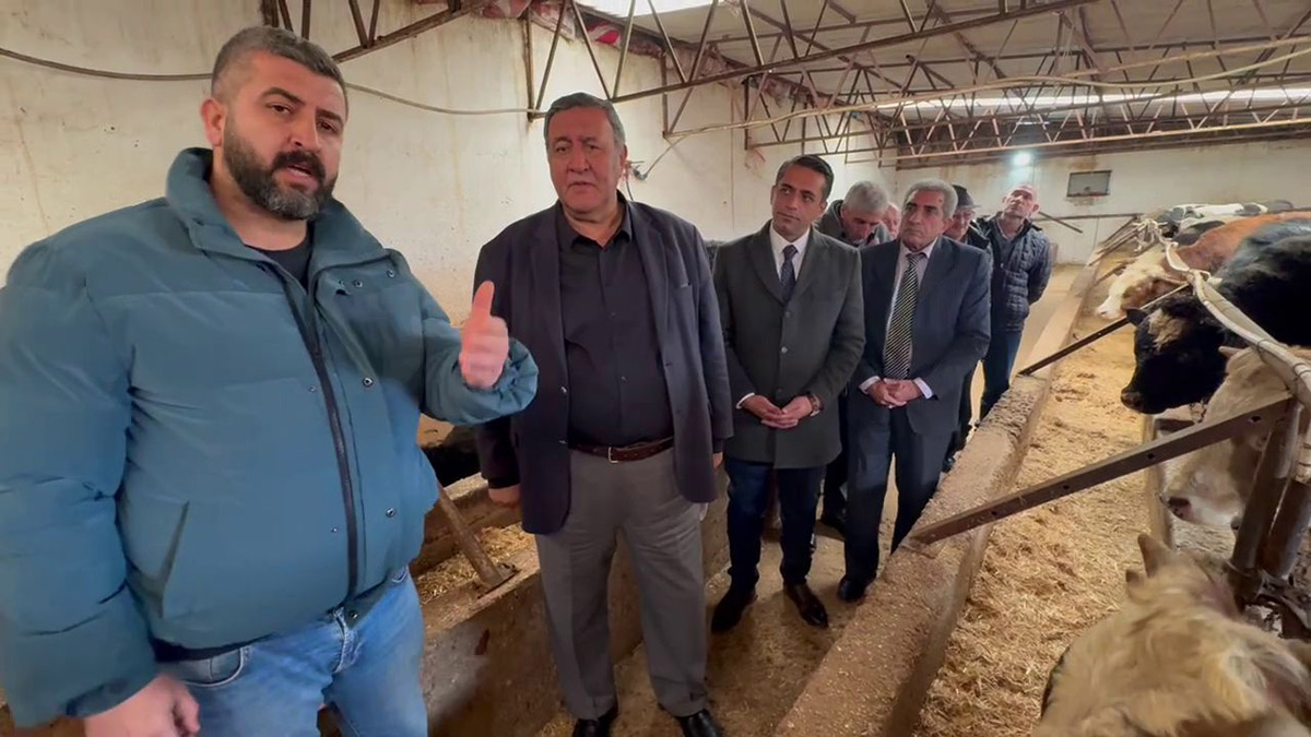 Ahırlar boşaldı, üretici isyan etti: "1 litre sütle 2 kilo yem bile alamıyoruz, 10 yıl sonra peyniri kim üretecek?"