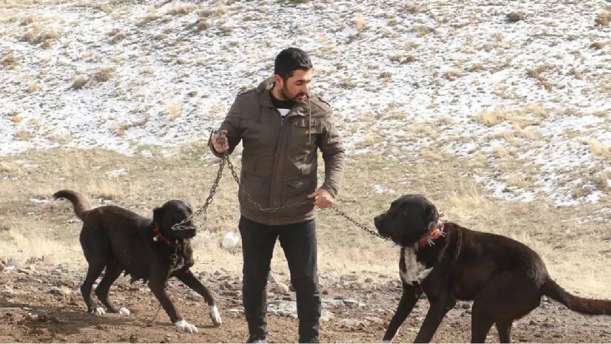 Sivas Kangalına rakip Haymana Karası! Bir kez alışan bir daha bırakamıyor, talep patlıyor: Küçüğü 20, büyüğü 150 Bin TL