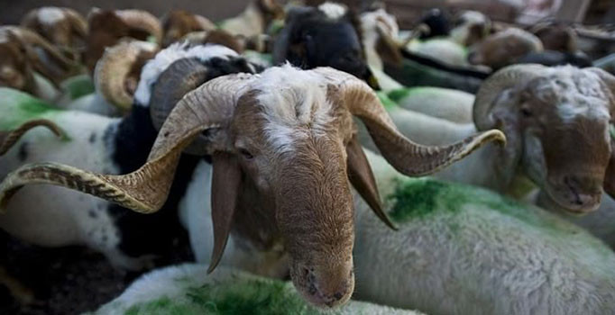 Mirasımız Derneği Kudüs'te kurban kesecek