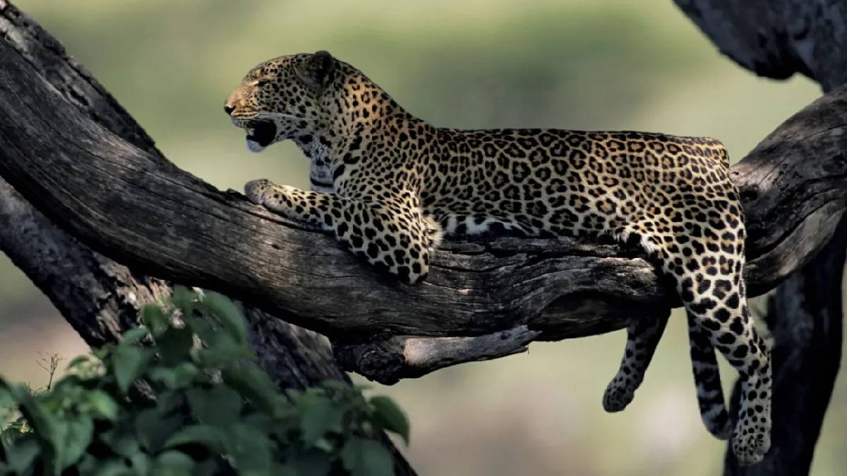 Doğanın gizemli hayaleti: Ağaçlarda bile onlardan kaçış yok! Gözlerinize inanamayacaksınız…