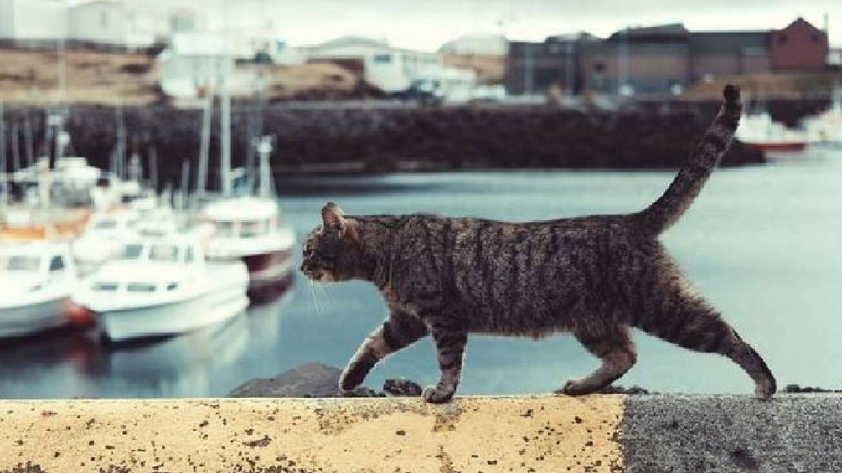 Sınırları aşan yolculuk: İspanya’da kaybolan kedi Fransa’daki evine döndü