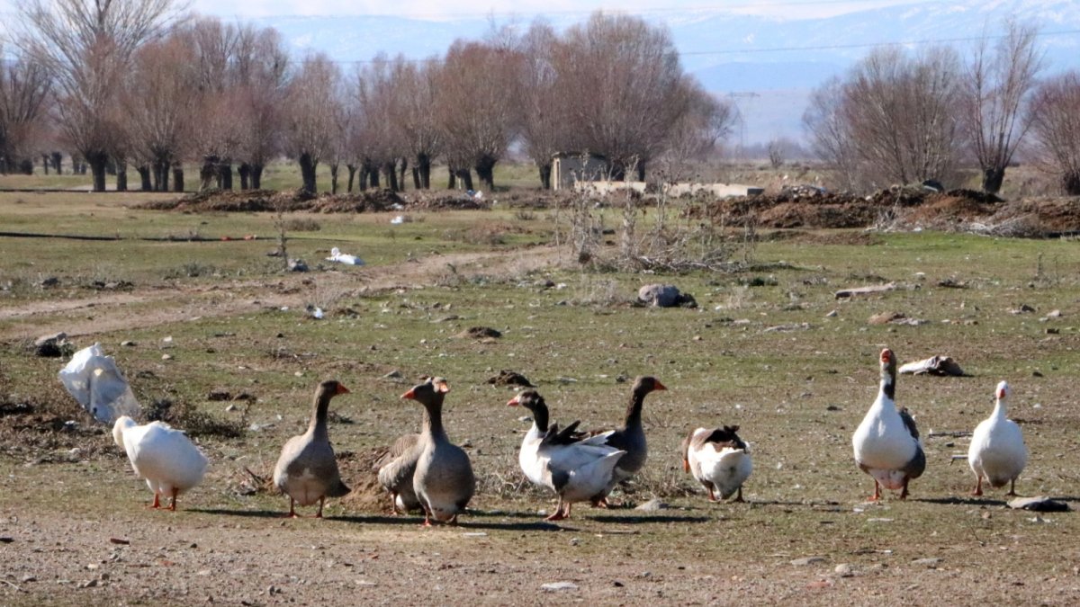 Afyonkarahisar'da 3 asırlık gelenek servet kazandırıyor: Köyde herkes besliyor, tanesi 2 bin liradan büyükşehirlere yok satıyor