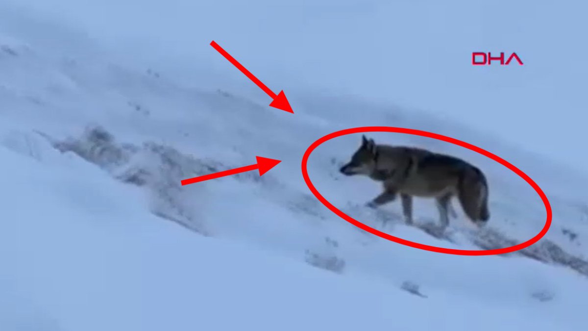 Tunceli’de aç kalan kurt mahalle arasına indi: O anlar kamerada!