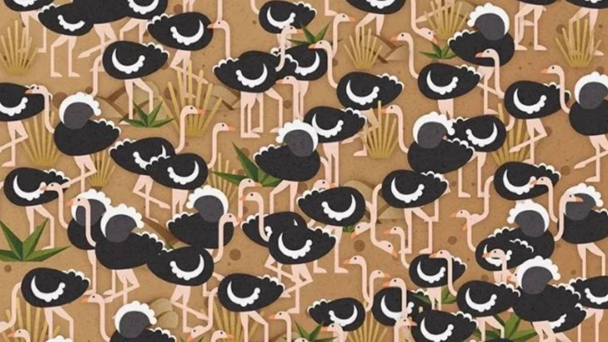 Sadece keskin gözler seçebiliyor! Deve kuşlarının arasına gizlenmiş şemsiyeyi 5 saniyede bulabilecek misiniz?