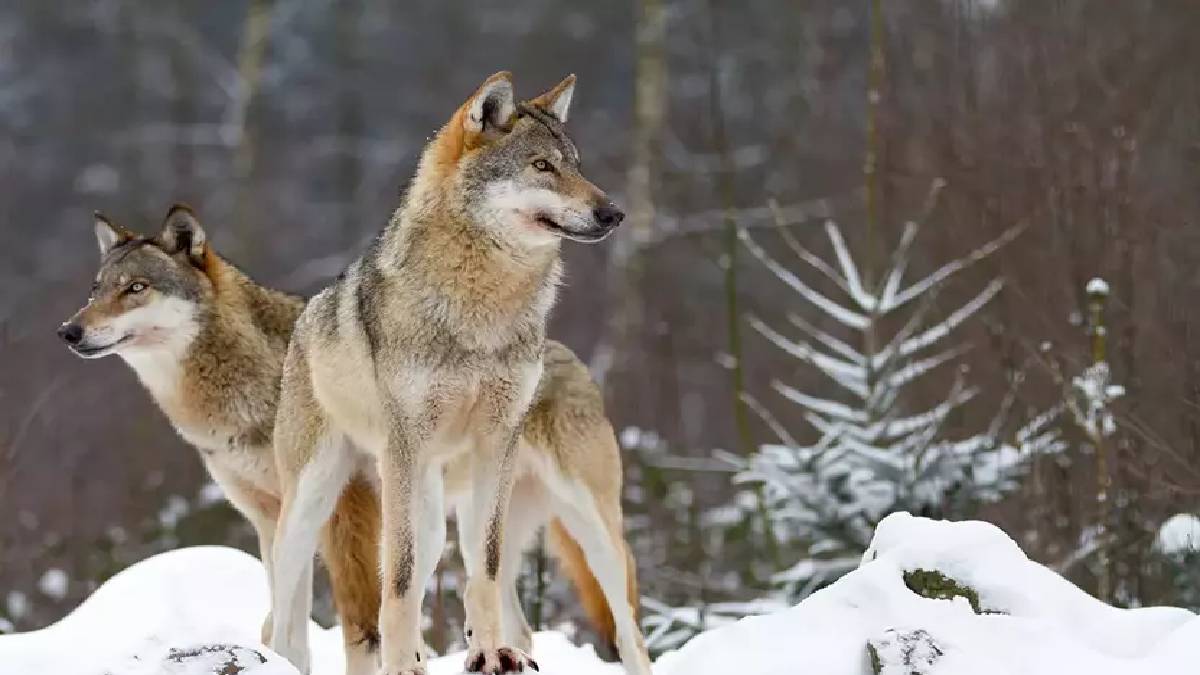 Hayatları boyunca başka kimseye bakmıyorlar! Tek eşli yaşayan hayvanlar herkesi şaşırtıyor