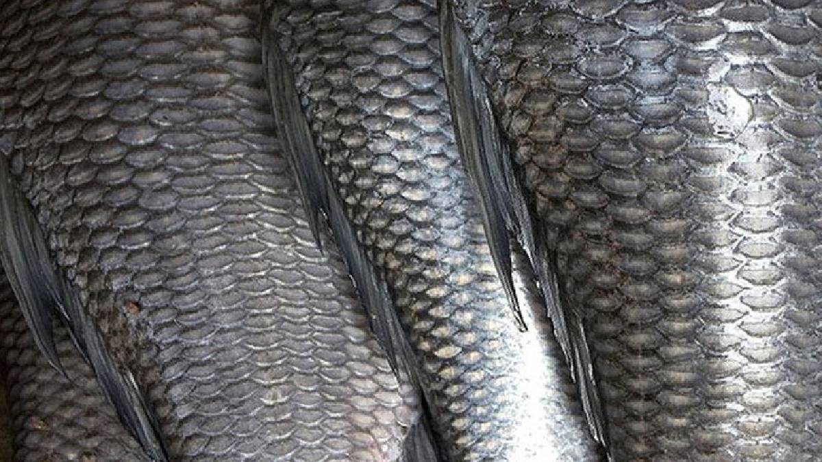 Balık pulları ne işe yarar? Kimse bu kadar kapsamlı düşünmemişti: İşte balık pullarının bilinmeyen özellikleri…