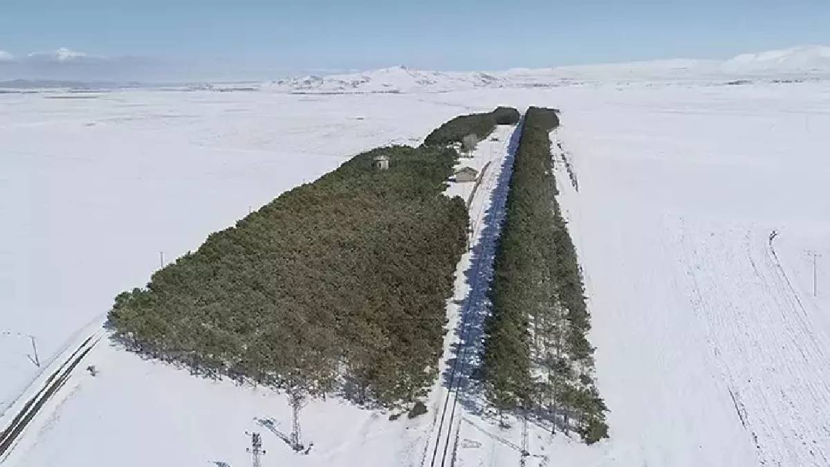 Bozkırın ortasında yeşerdi, görenler hayran oldu! 56 senede bozkırın ortasında cennet oluştu
