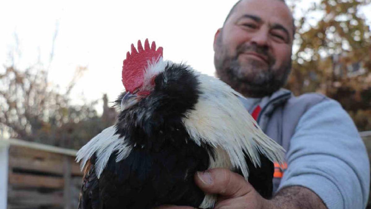 Hobisi yeniliğe itti, iş yerine kuluçhane getirdi! Yurt dışından özel getirtip yetiştiriyor,  oldukça ilgi görüyor